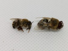 Tote Bienen getrocknet vom
