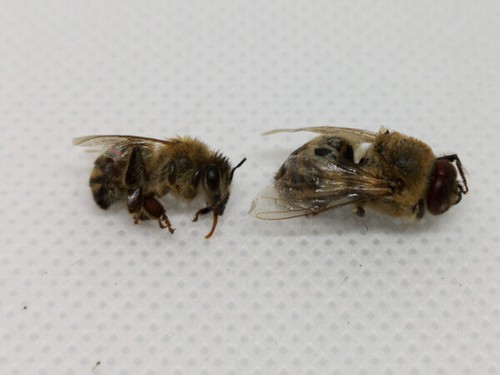Tote bienen getrocknet vom - tote,