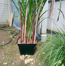 Zuckerrohr bambus pflanze - bambus,
