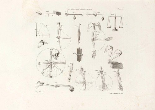 Vintage anatomische wandkunst - anatomische,