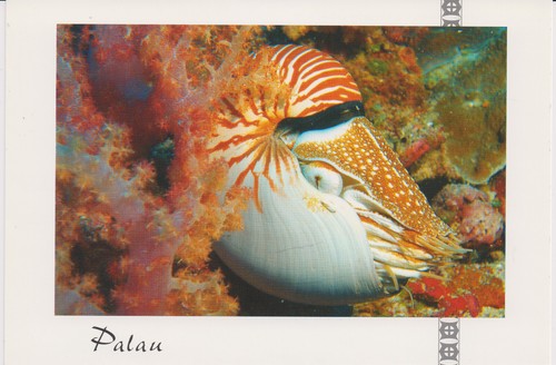 Postkarte nautilus - nautilus,