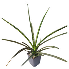 Sansevieria Bacularis Fernwood Bogenhanf luftreinigend Zimmerpflanze Hydrokultur