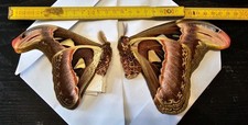 Attacus atlas Pair