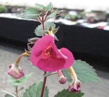 Achimenes 'Serge's Fantasy' -