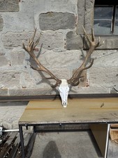 Hirschgeweih 18 Ender Hirschgeweih Hirschkopf