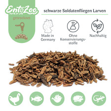 Schwarze Soldatenfliegen