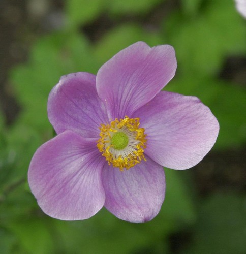 Herbstanemone rosenschale - rosenschale,