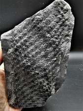 Lepidodendron aculeatum -