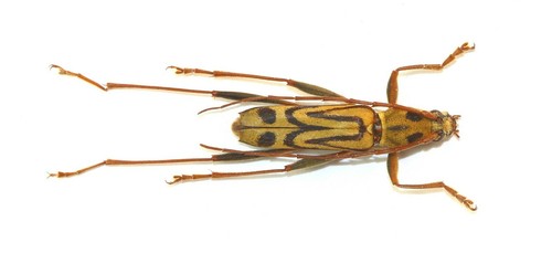 Coleoptera cerambycidae - coleoptera,,