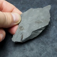 Belemnite Acrocoelites Lias