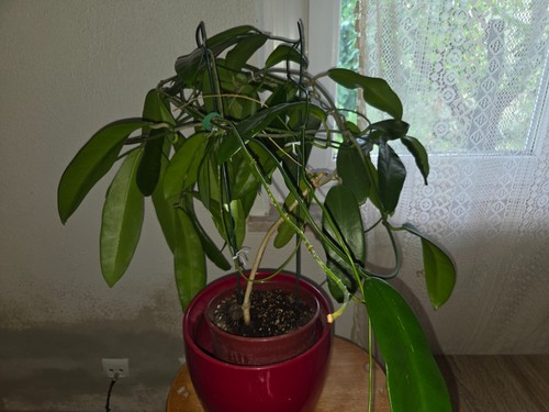Hoya meliflua ssp fraterna - meliflua,