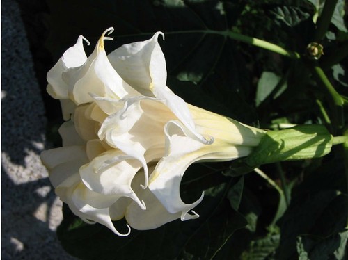Datura triple white - , *