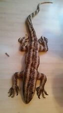 stofftier drache echse varan ethno Deco Drache xxl sandtier top Reptil Eidechse