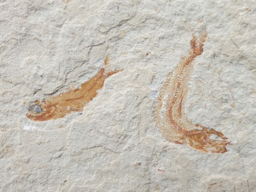 Traumhafte fossile fische - fossile,