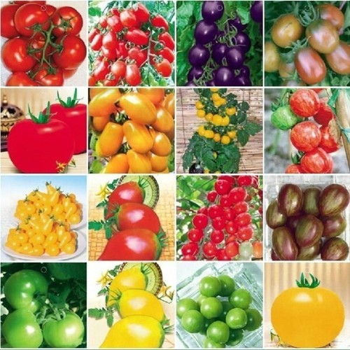 100 mix tomatensamen - x,