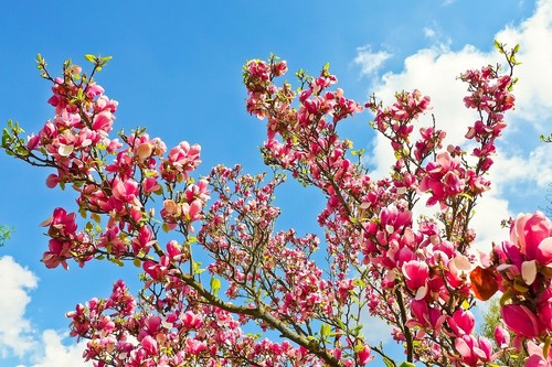 Magnolie stecklinge rosarot - magnolie,