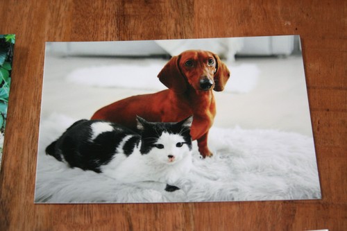 Hunde postkarte von poster xxl - von,