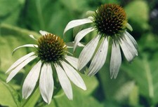 1 Weisser Sonnenhut White Swan Pflanze  Echinacea purpurea Schnittblume