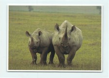 1 AK Afrikanisches Spitzmaulnashorn Nashorn Rhinozeros Afrika - USA 2 !!! ::