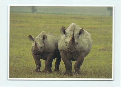 Postkarte afrikanisches - 1,