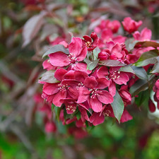 Rotblättriger Zierapfel `Royalty´, 80-120cm im 5L-Topf