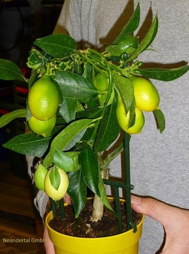 Zitronenbaum zitrusbaum - 2,