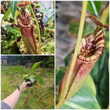40 cm Nepenthes burbidgeae x Lowii Carnivorous Plant