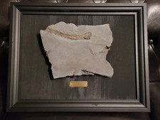 Fossilien, dinosaurier, echt