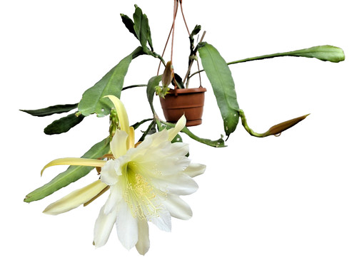 Epiphyllum epicactushybride - epiphyllum,