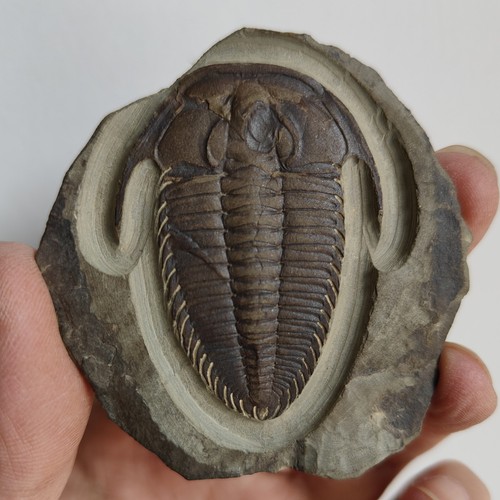 Trilobitenfossil redlichia - trilobitenfossil,
