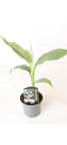 Winterharte bananenpflanze - winterharte,