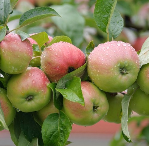 Apfelbaum gravensteiner - apfelbaum, `gravensteiner´