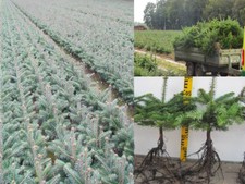 Abies nordmanniana Tlugi 4j  1