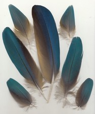 7 farbige Papageienfedern
