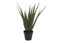 Europalms Aloe-Vera Pflanze