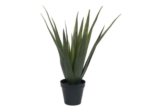 Europalms aloe vera pflanze - europalms, aloe-vera
