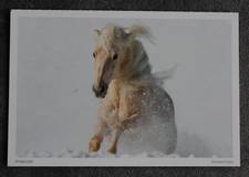 Postkarte PRE,Andalusier,Spanier,Pferd,Pferde,Pferdepostkarten,AK,Ansichtskarte