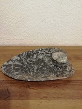 Schale Herzform  fossiles Marmor (Orthoceras) Länge 30 cm