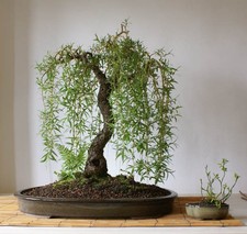 5 x Stecklinge Echte