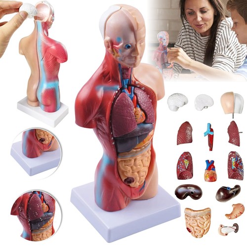 Menschliches torso modell - menschliches, torso-modell