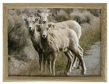 Knietablett Betttablett