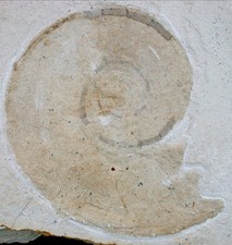 Malm  Haploceras elimatus  Sehr seltener Ammonit   Plattenkalk  Solnhofen KE38-5