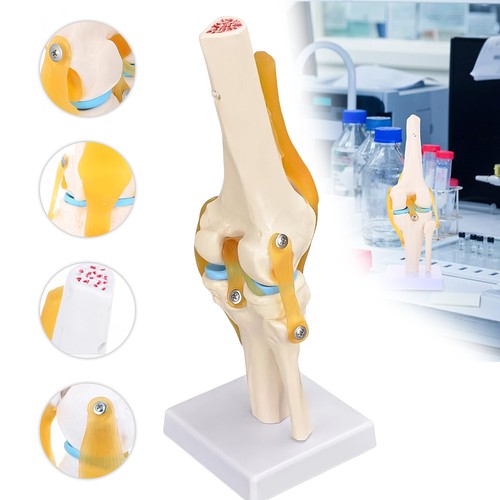 Anatomie kniegelenk modell - anatomie,