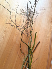 Dekozweig