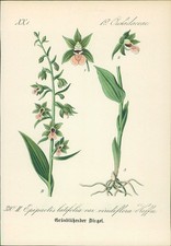 Chromolithographie : Schwarzroter Dingel. Epipactis rubiginosa Gaud., Crntz. Orc