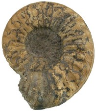 Lias  Asteroceras stellare  Seltener Ammonit  Scunthorpe  Großbritannien  W89-5