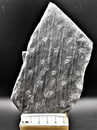 Sigillaria rugoza fossile - sigillaria,