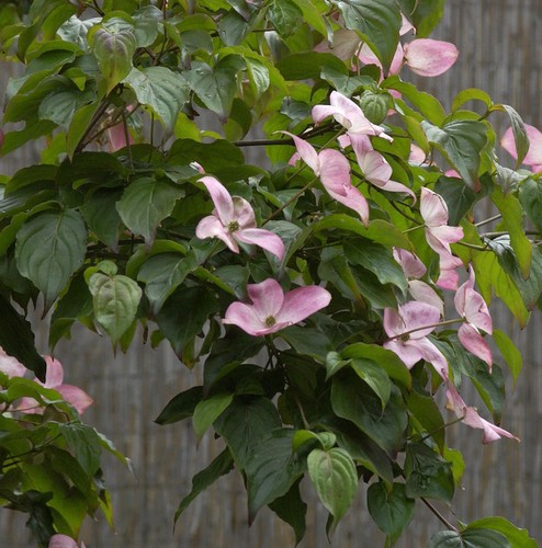 Japanischer blumenhartriegel - japanischer,