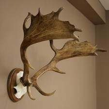Damhirsch Geweih Höhe 50 cm