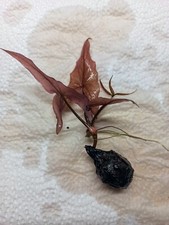 Nymphaea Rubra Lotus - 1